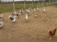 Geese — Foto 2