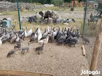 Guinea fowl — fotografija 1
