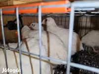 Chickens — 照片 1