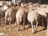 Ovejas (lote, sexo no especificado), Ovejas — foto 3