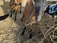 Kozioł, Alpine goat — zdjęcie 5