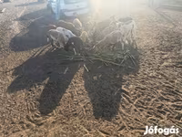 Widder, Cameroon sheep — Foto 6