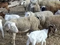 公羊, Sheep — 照片 2