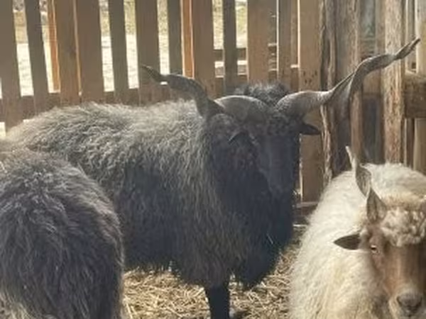 Баран, Racka sheep