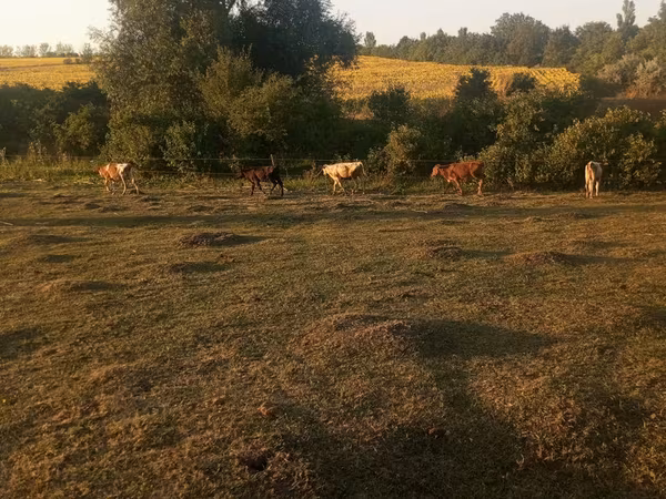 Krava, Говеда