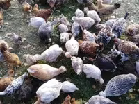 Chickens — الصورة 2