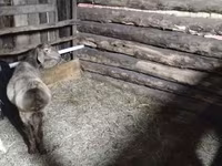 Carneiro, Arashan sheep — foto 1