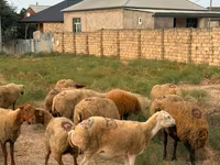 Ovca, Apsheron sheep — fotografija 7