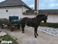 母马, Horses — 照片 4