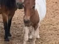 Cavalo, Cavalos — foto 1