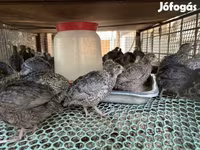 Quails — fotografija 1