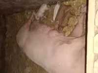 Cerda, Cerdos — foto 1