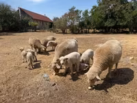 Brebis, Moutons — photo 6
