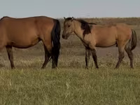 Pastuv, Bashkir horse — fotografija 6