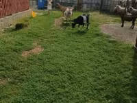 Bode, Cabras — foto 4