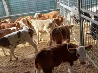Bik, Simmental cattle — fotografija 3