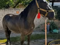 公马, Nonius horse — 照片 4