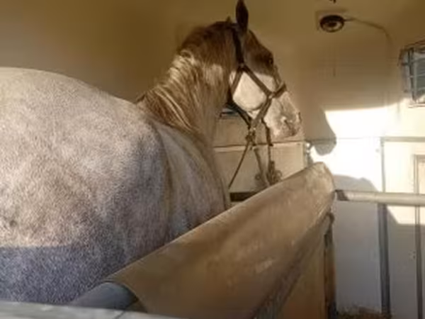 Pastuv, Lipizzaner