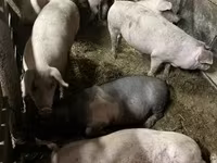 नर सूअर, सूअर — फ़ोटो 2