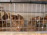 Quails — Foto 6
