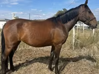Yegua, Caballos — foto 1