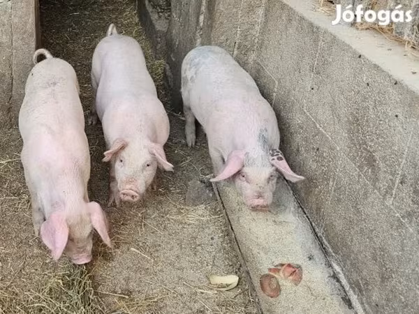 Svinje (partija, pol nije naveden), Свиње