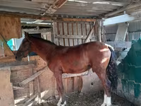 Jument, Chevaux — photo 3