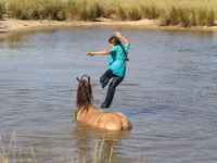 Pastuv, Gypsy horse — fotografija 3