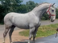 घोड़ा, Lipizzaner — फ़ोटो 2