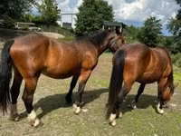 Kobyła, Međimurje horse — zdjęcie 4