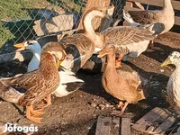 Ducks — foto 5