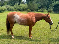 Pastuv, Quarter Horse — fotografija 1