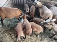 Brebis, Cameroon sheep — photo 2