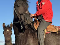 Kobila, Friesian — fotografija 3