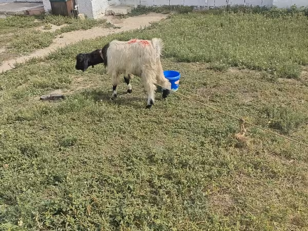 Boucs, Chèvres