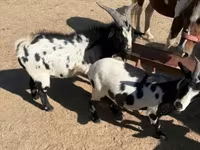 母马, Horses — 照片 3