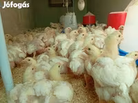 Chickens — 照片 3