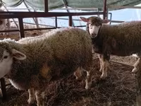 نعجة, Ile-de-France sheep — الصورة 2