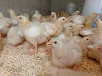 Chickens — zdjęcie 2