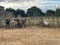 母山羊, Goats — 照片 2