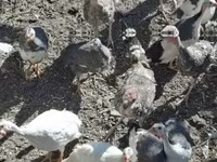 Turkeys — zdjęcie 3
