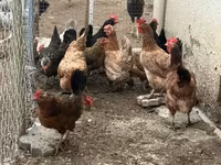 Chickens — 照片 1