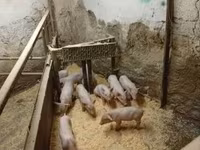 Eber, Schweine — Foto 3