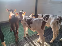 Byk, Simmental cattle — zdjęcie 1