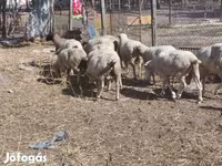 母羊, Sheep — 照片 2