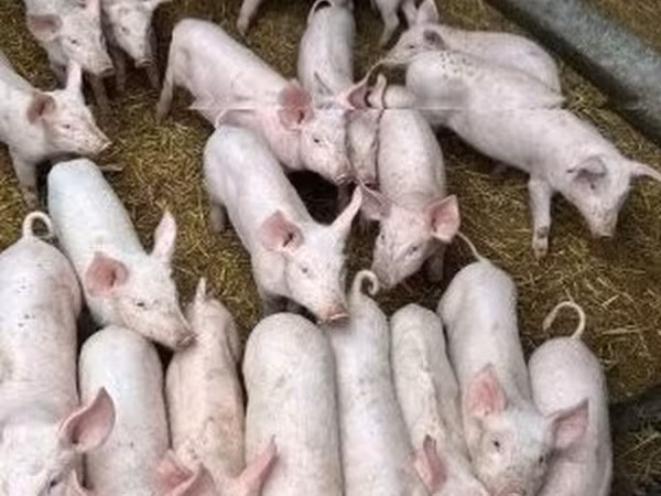Świnie (partia, płeć nieokreślona), Świnie