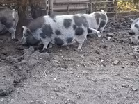 मादा सूअर, Вьетнамская вислобрюхая — फ़ोटो 1