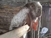 Cabra, Beetal goats — foto 6