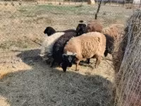 Qoʻchqor, Tsigai sheep — 7-rasm
