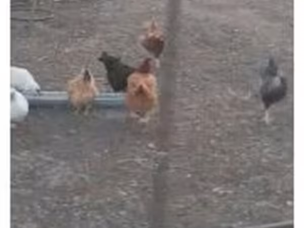 Danish hen
